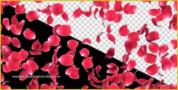 Falling Flower Petals after Effects Template Free Of Rose Petals Falling by Nido3d