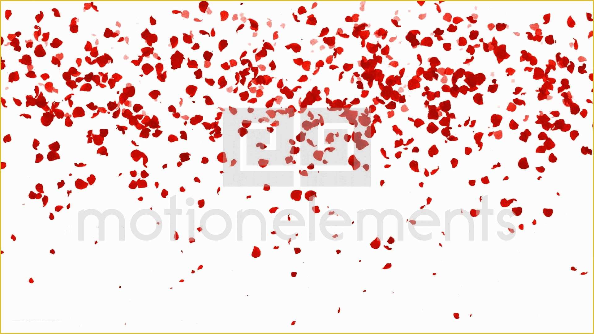 Falling Flower Petals after Effects Template Free Of Rose Petals Falling Love Pattern Romantic Rose