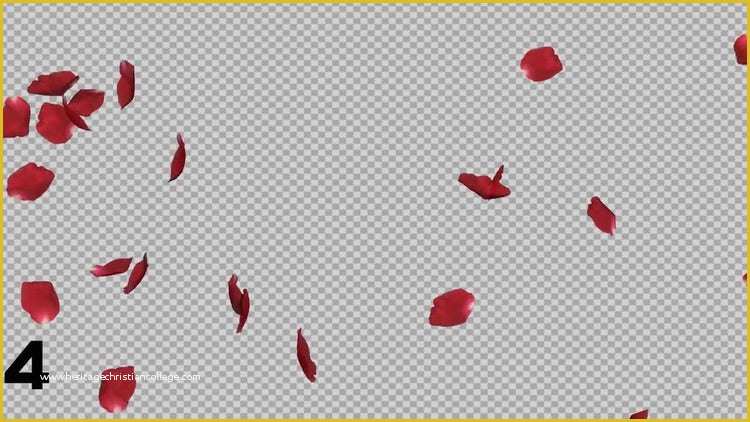 Falling Flower Petals after Effects Template Free Of Rose Petals Falling Pack Motion Graphics