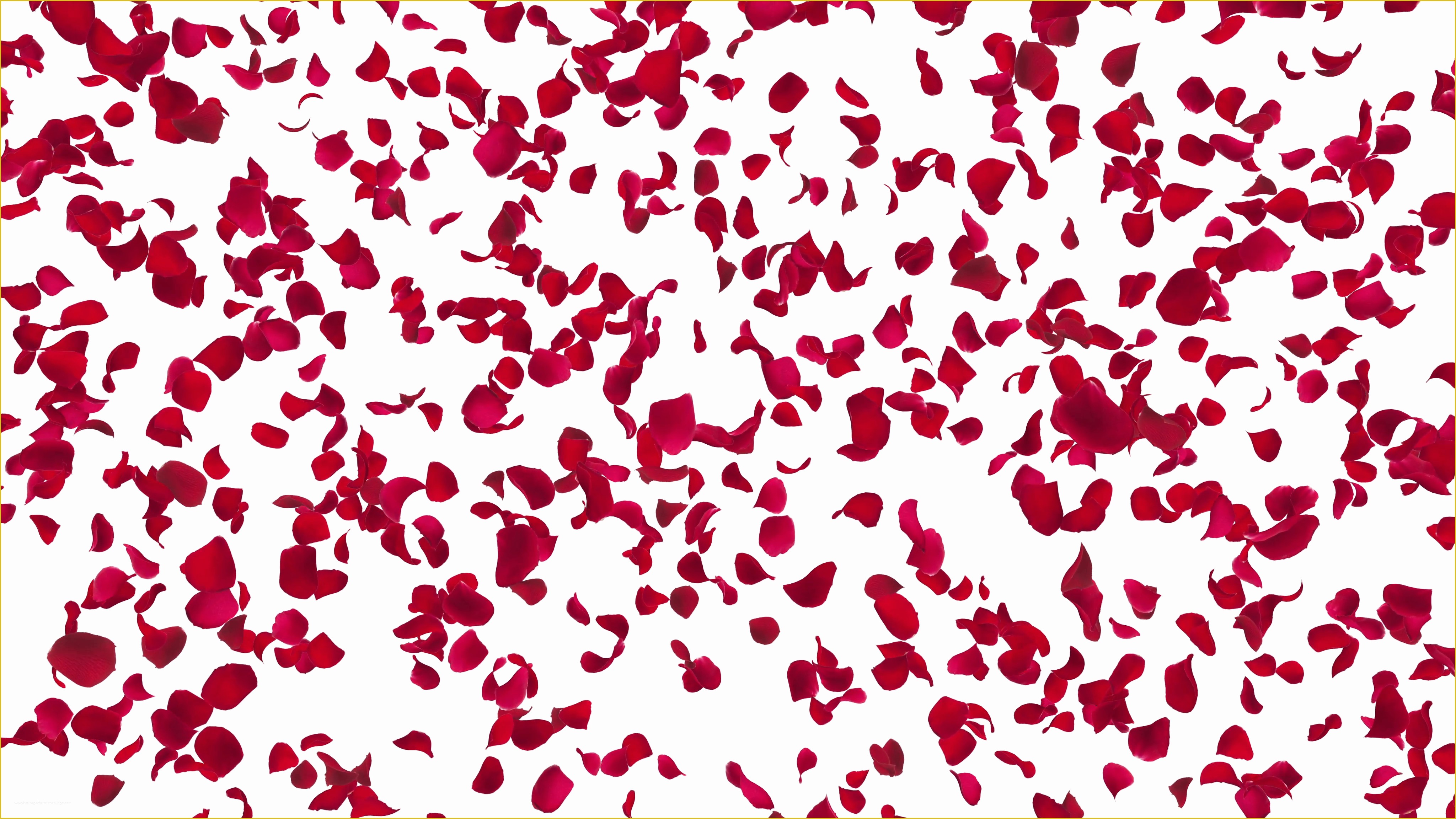 Falling Flower Petals after Effects Template Free Of Rose Petals Red Falling A 4k Motion Background Videoblocks