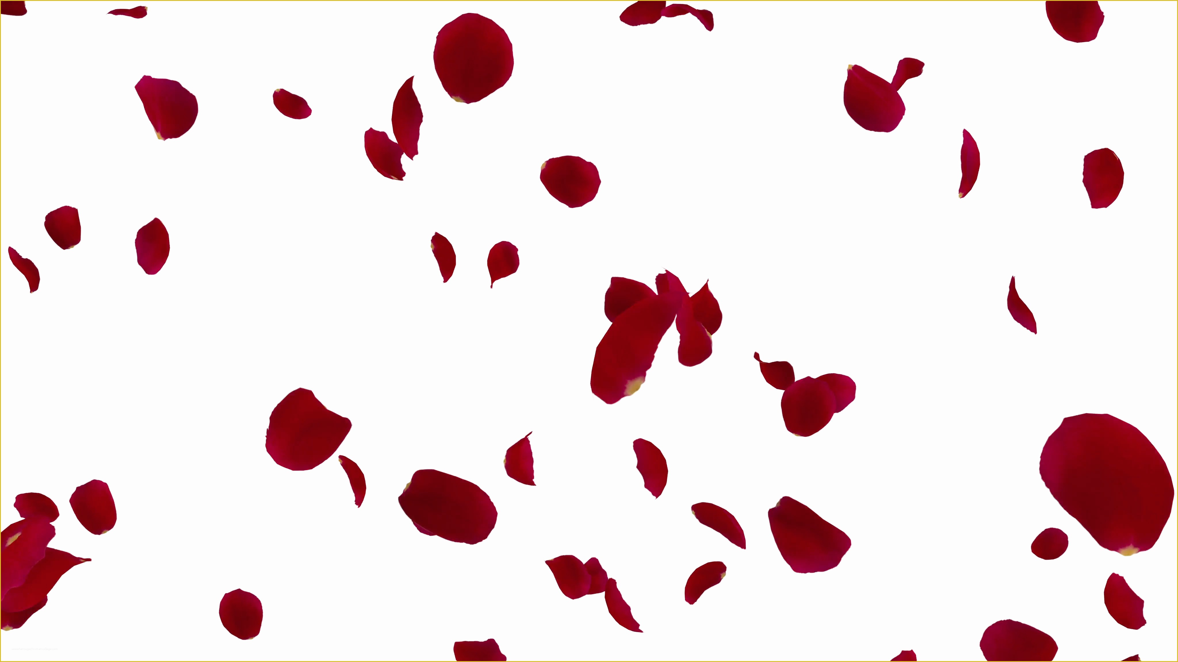 Falling Flower Petals after Effects Template Free Of Rose Petals Red tornado Fw 4k Motion Background