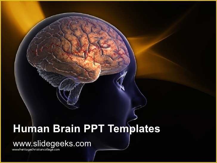 Free Alzheimer Powerpoint Template Of Human Brain Ppt Templates
