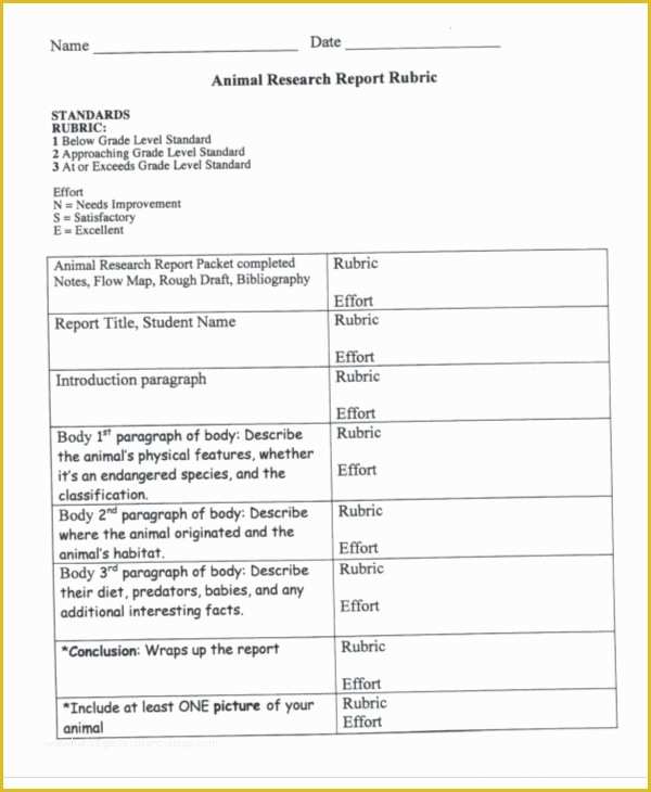 Free Animal Report Template Of 9 Animal Report Templates Word Pdf