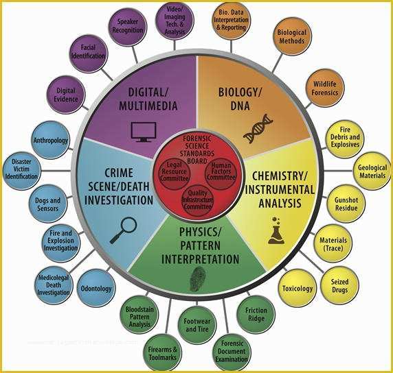 Free Circular organizational Chart Template Of Osac Circular org Chart 6 1