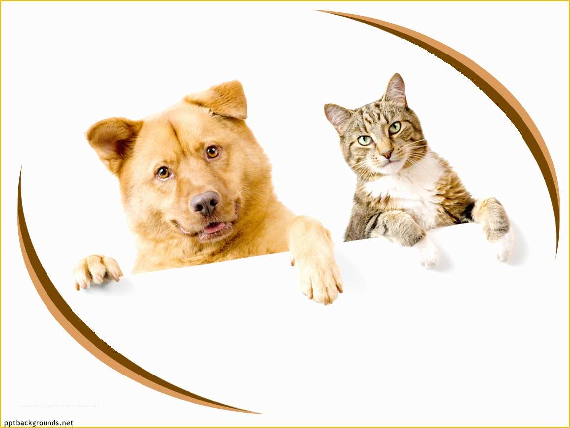 Free Dog Powerpoint Template Of Animal Pets Cat Backgrounds for Powerpoint Animal Ppt