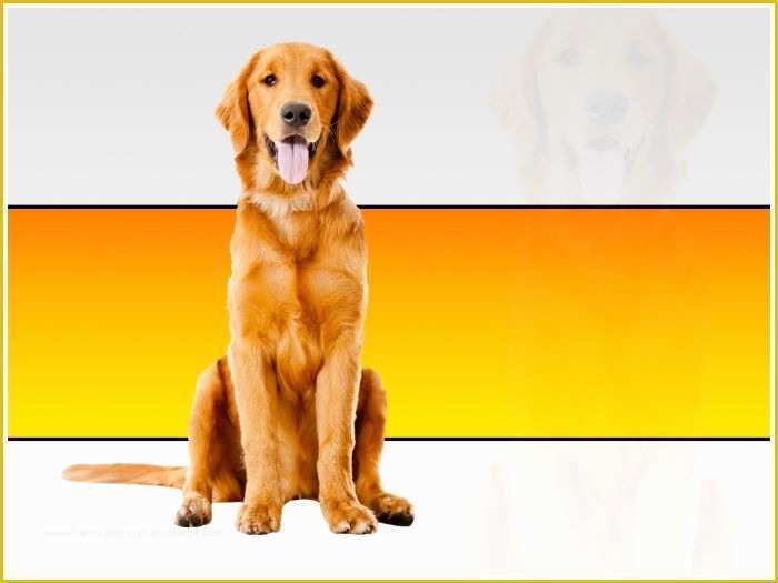 Free Dog Powerpoint Template Of Beautiful Dog Ppt Template by Templatesvision