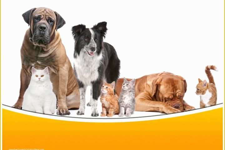 Free Dog Powerpoint Template Of Dogs and Cats Powerpoint Template Ppt Slide Dogs and