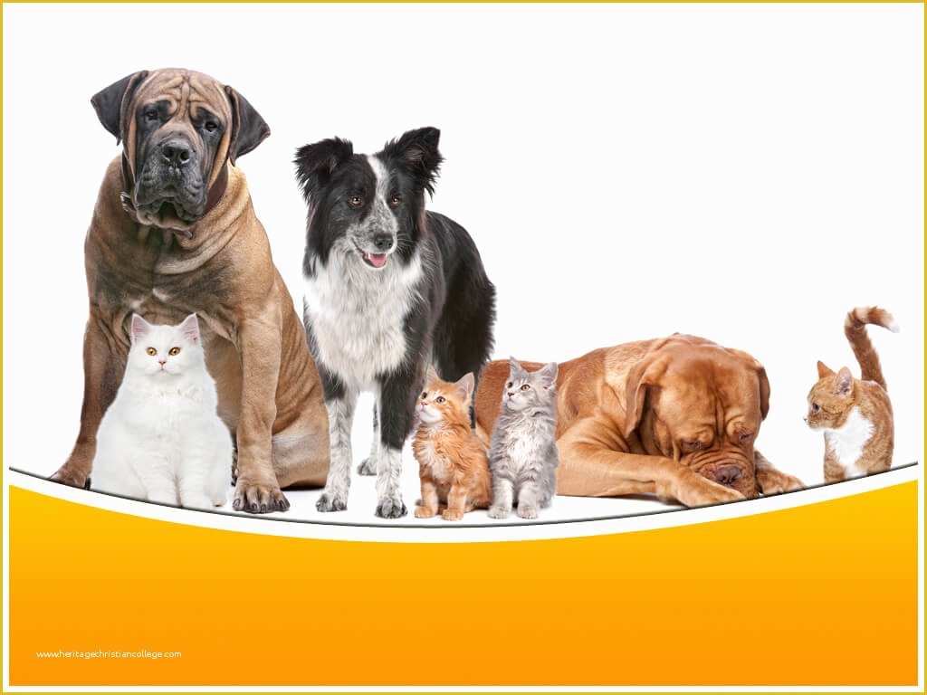 Free Dog Powerpoint Template Of Dogs and Cats Powerpoint Template Ppt Slide Dogs and