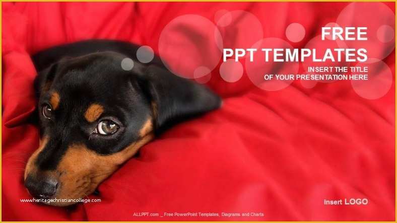 Free Dog Powerpoint Template Of Little Dog Nature Ppt Templates