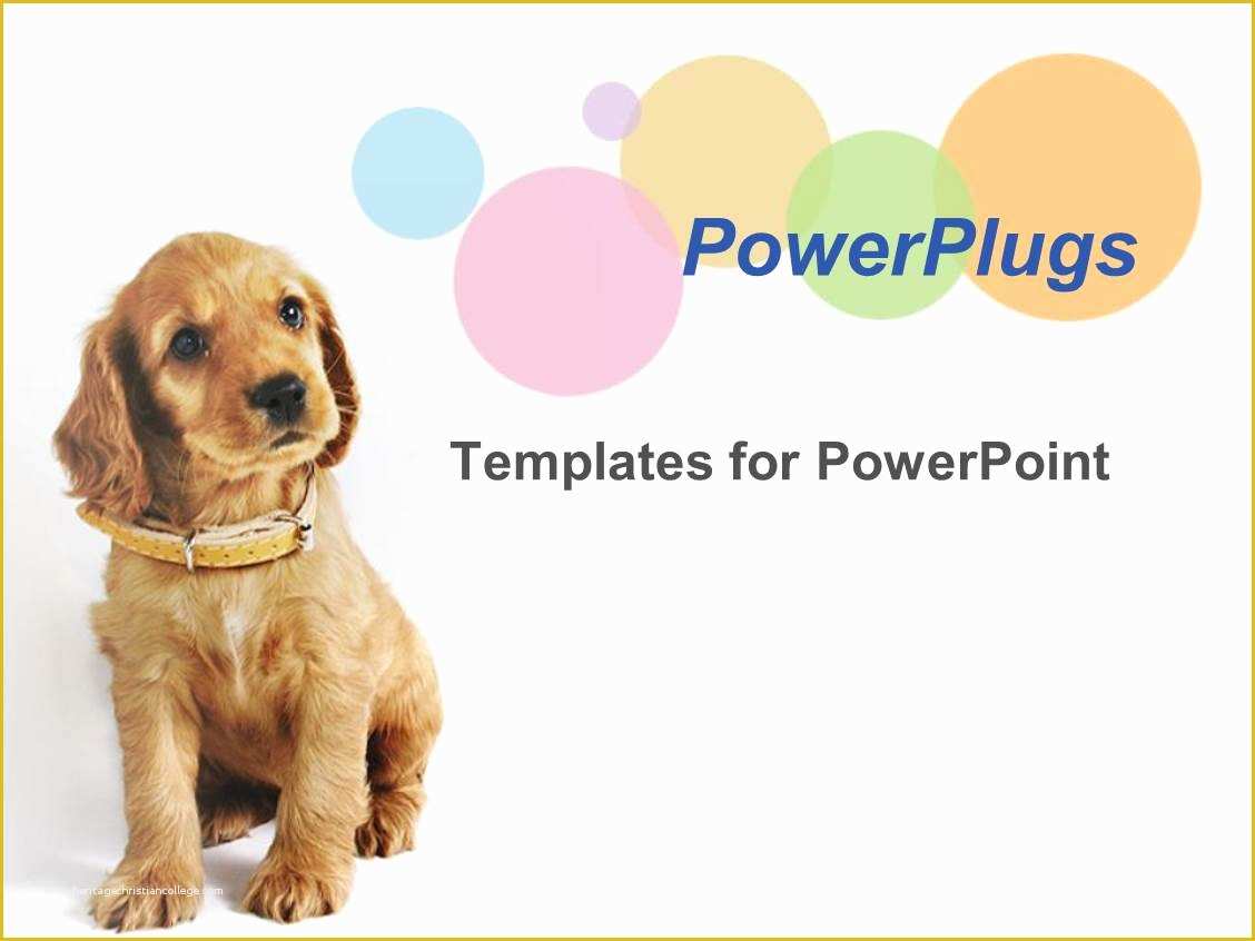 Free Dog Powerpoint Template Of Powerpoint Template A Dog Wearig An Brown Belt Sitting In