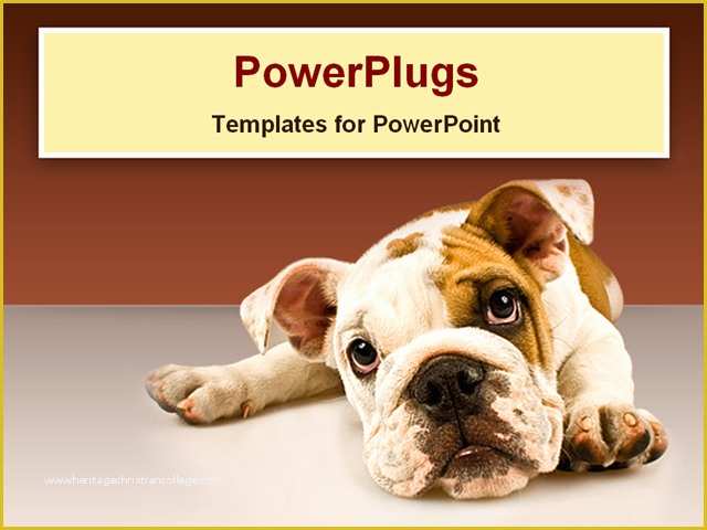 Free Dog Powerpoint Template Of Powerpoint Template Sad Puppy Eyes Dog Face On Gray