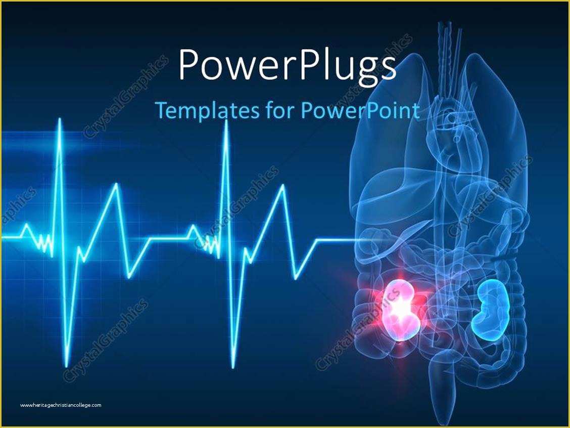 Free Ecg Powerpoint Templates Of Powerpoint Template Anatomy Of Human organs with Kidney