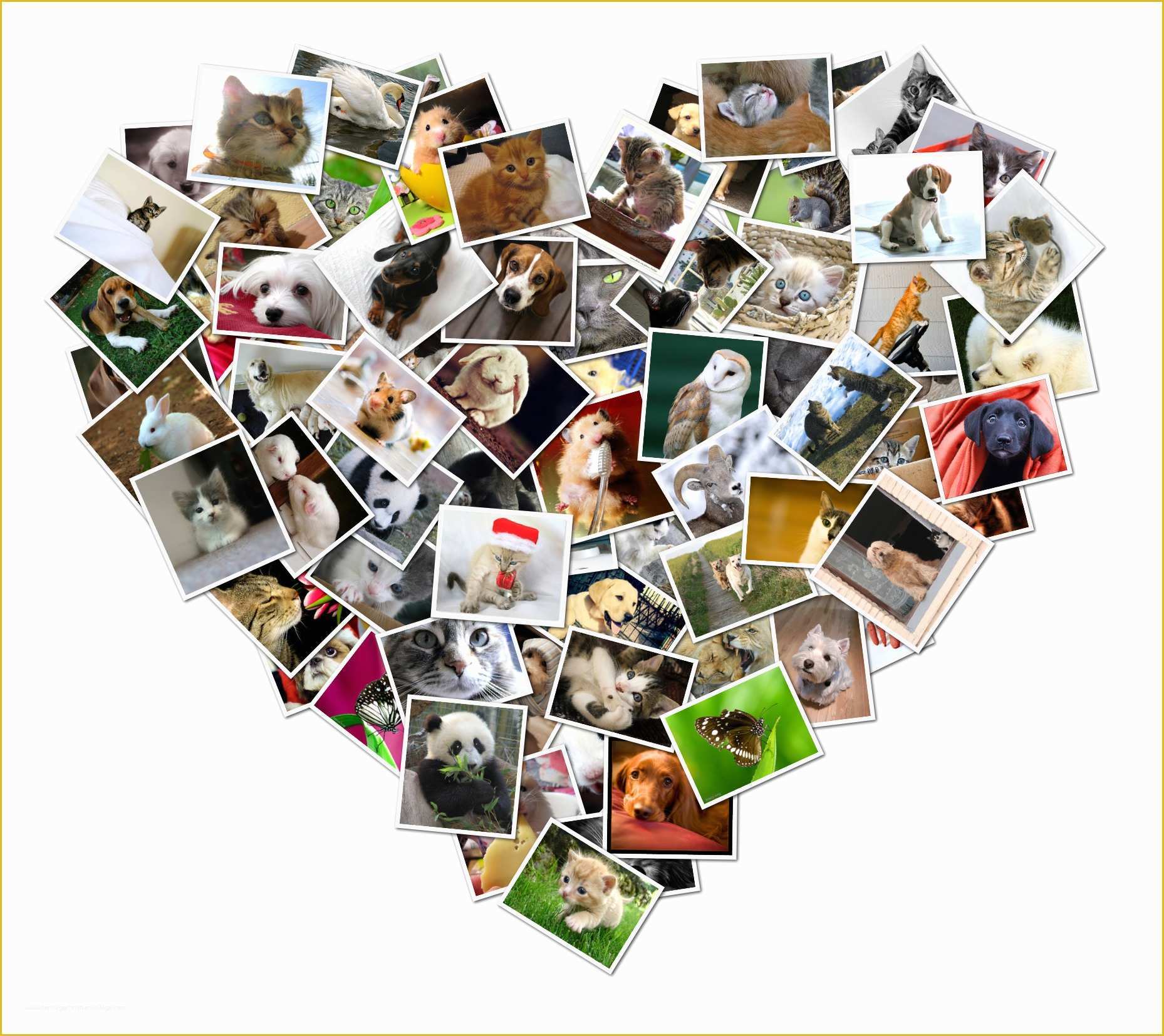 Free Heart Shaped Photo Collage Template Of Shapecollage Fers Digital Collage Gift Ideas