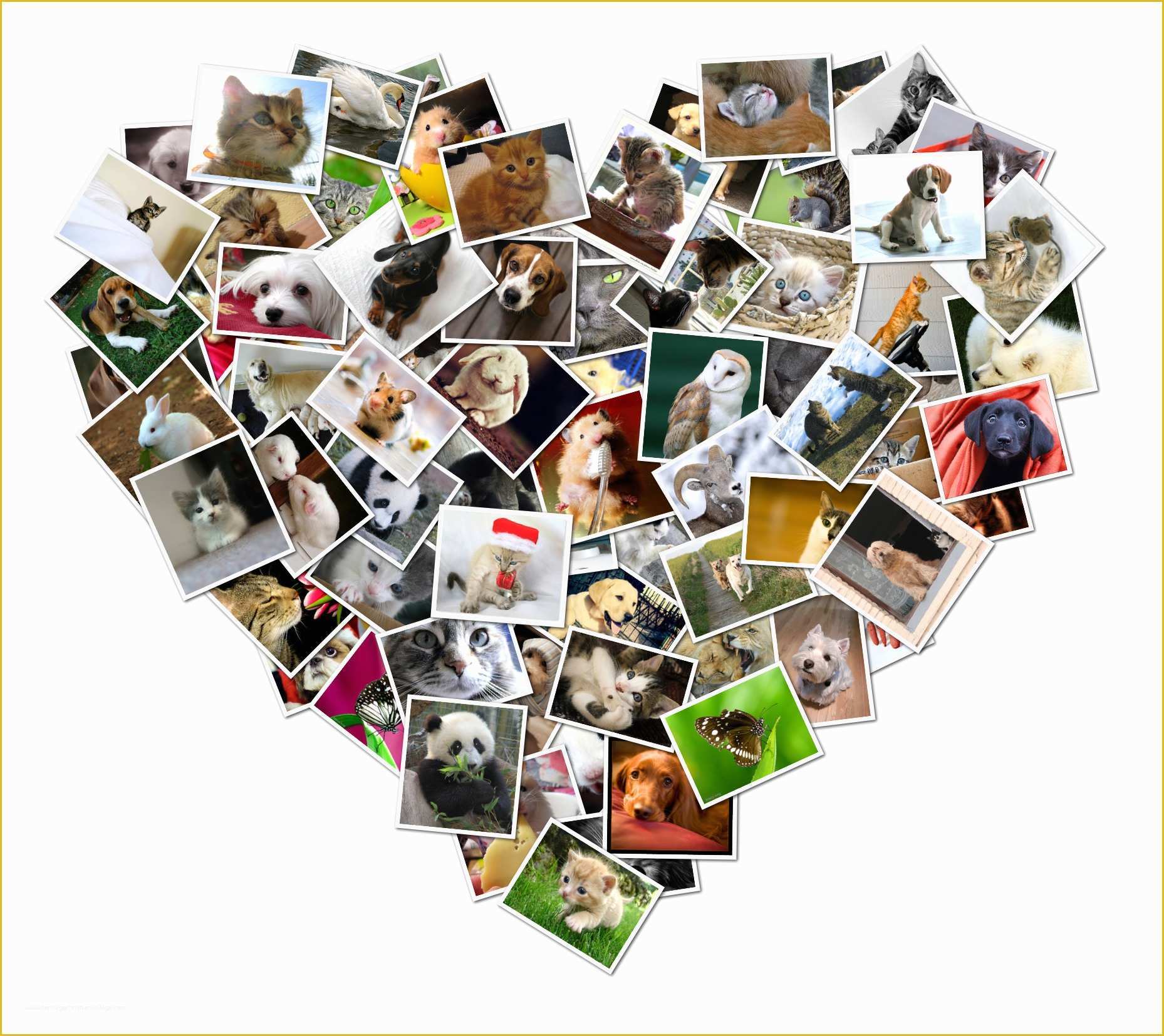 56 Free Heart Shaped Photo Collage Template Heritagechristiancollege