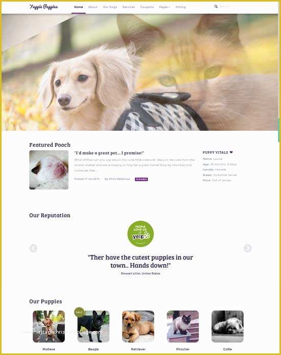 Free Pet Store Website Templates Of 40 Best Animal Pet Website Templates Free & Premium