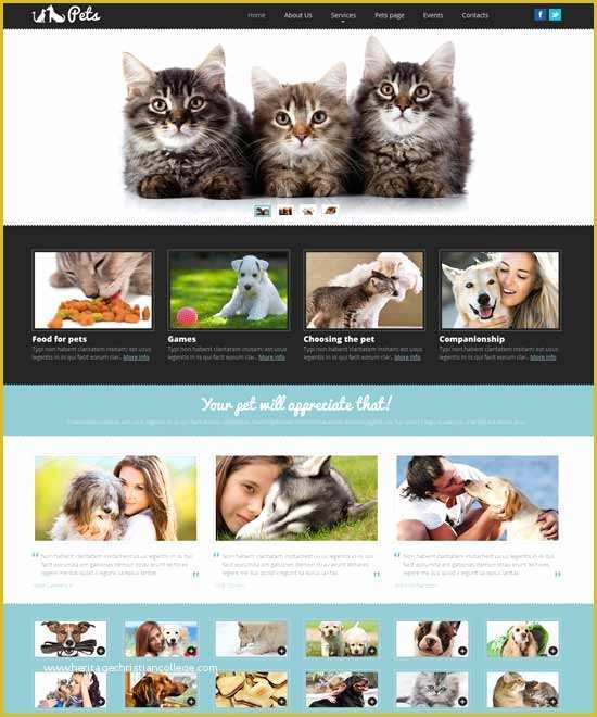 Free Pet Store Website Templates Of Free Responsive Website Templates for Pet Store 21 Animal