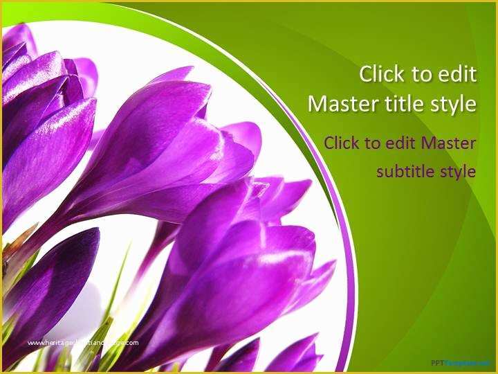 Plant Powerpoint Templates Free Download Of Free Crocus Flower Ppt Template