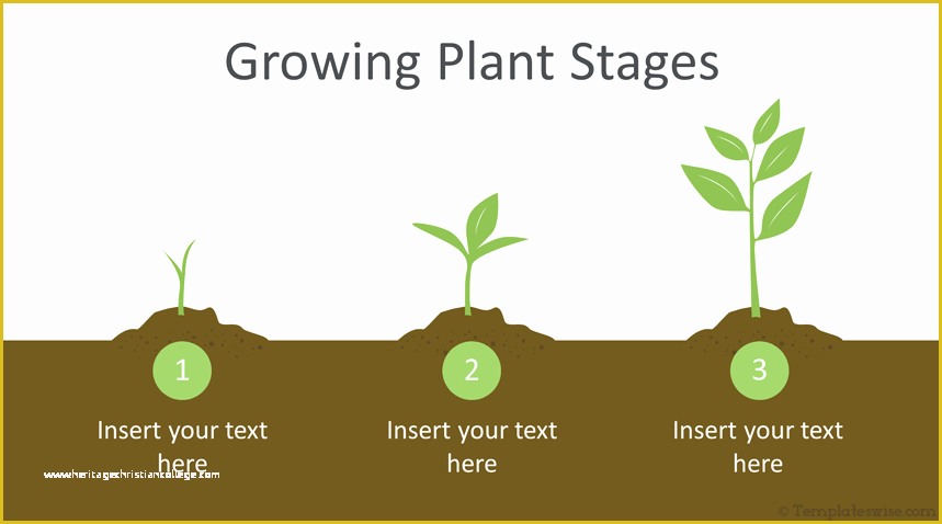 Plant Powerpoint Templates Free Download Of Growing Plant Infographic Powerpoint Template