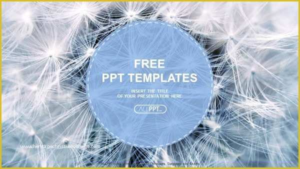 Pretty Powerpoint Templates Free Of Black and White Dandelion Seeds with Natural Background