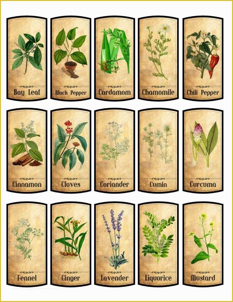 Spice Jar Label Template Free Of Black And White Spice And Herb Labels 