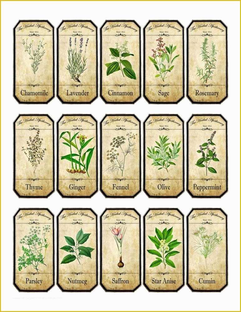 Spice Jar Label Template Free Of Vintage Inspired assorted Herb Spice Food Tea Bottle Jar