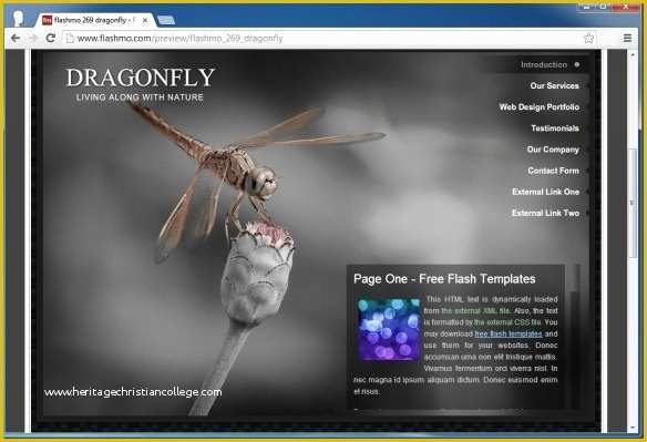 Video Gallery Website Template Free Download Of Download Free Flash Templates at Flashmo