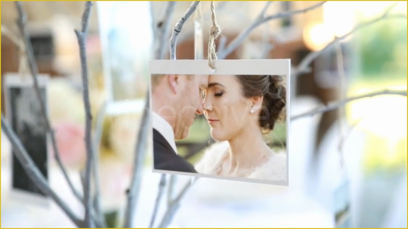 Wedding Template after Effect Free Download Of Videohive Videos Displays Download Google Drive Adobe